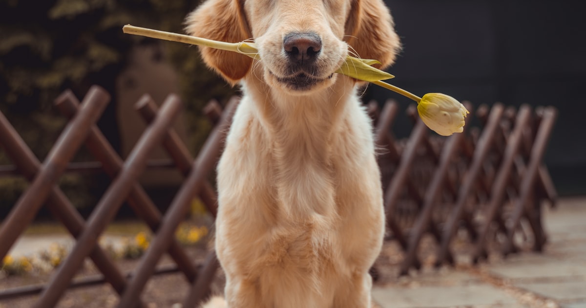 Primeiro Cachorro: Lista Completa do Que Comprar