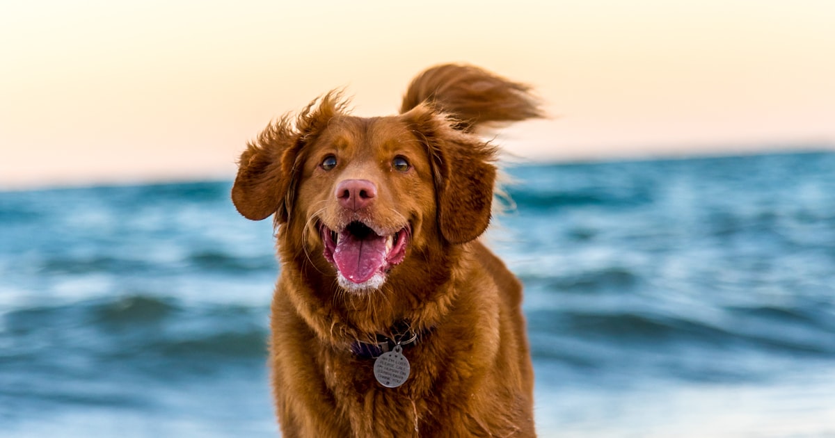 Como Dar Banho em Cachorro em Casa: Passo a Passo
