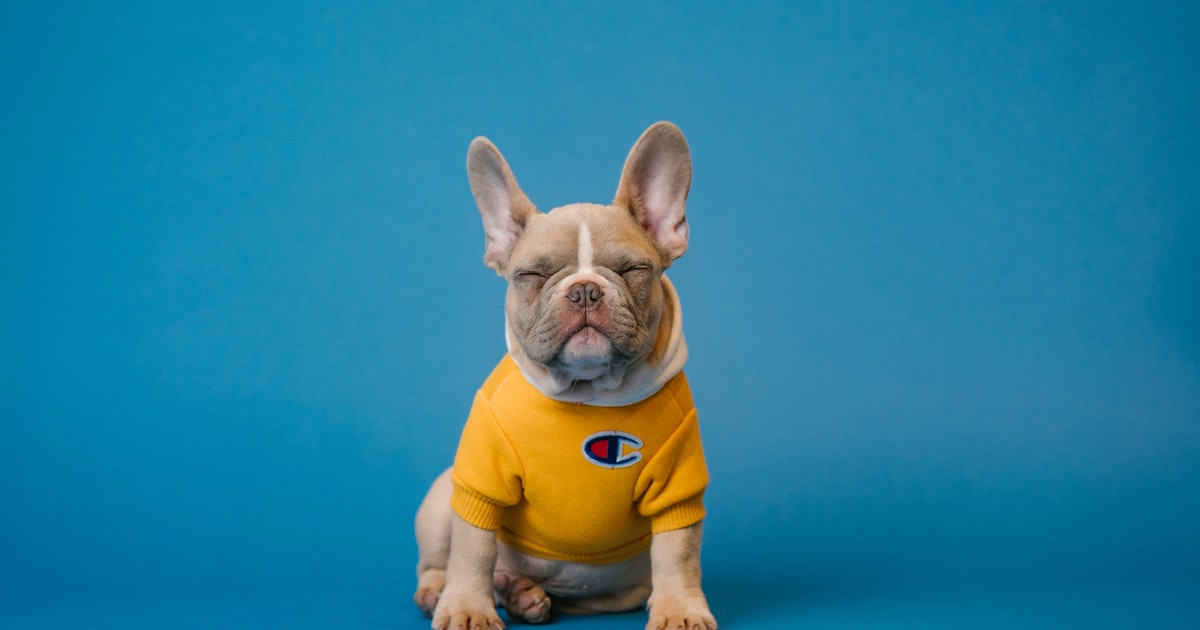 Carrapato em Cachorro: Prevenção e Tratamento